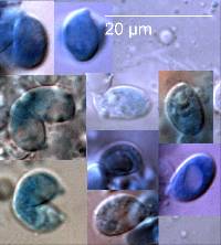 Campanella candida image