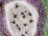 Mycosphaerella metrosideri image