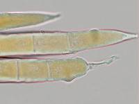 Puccinia hederaceae image