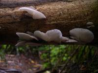 Pleurotus djamor image