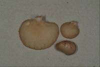 Pleurotus djamor image