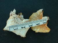 Pleurotus djamor image