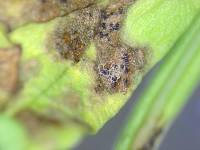 Septoria apiicola image