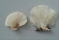 Pleurotus djamor image