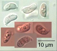 Calocera cornea image