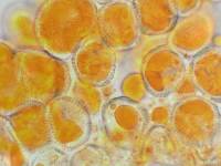 Chrysomyxa rhododendri image