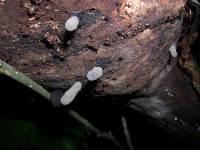 Xylaria schweinitzii image