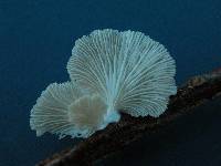 Pleurotus djamor image