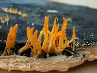 Calocera cornea image