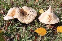 Lactarius pubescens image