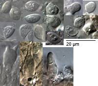 Campanella candida image