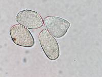 Cerotelium fici image