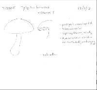 Tylopilus formosus image