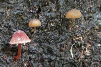 Mycena mariae image