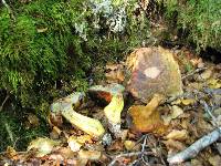 Boletus leptospermi image