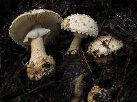 Amanita pareparina image