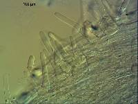 Coprinellus aureogranulatus image