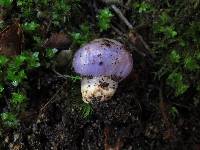 Cortinarius porphyroideus image