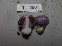 Cortinarius porphyroideus image