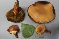 Boletus bubalinus image