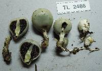 Psilocybe weraroa image