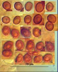 Gymnopilus crociphyllus image