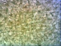 Clitopilus piperitus image