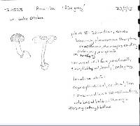 Amanita nehuta image