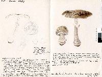 Amanita nothofagi image