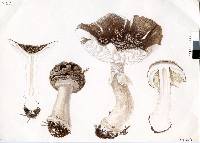 Amanita nothofagi image