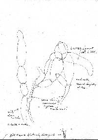 Amanita inopinata image