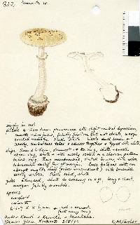 Amanita australis image