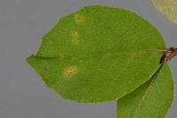 Aecidium otira image