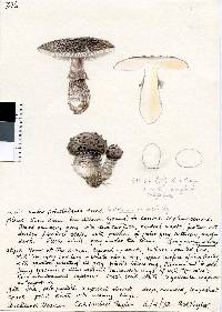 Amanita inopinata image