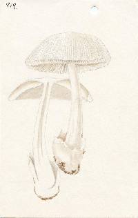 Amanita pekeoides image