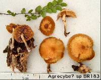 Galerina patagonica image