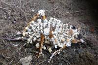 Cordyceps kirkii image