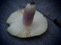 Russula aucklandica image