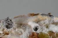 Sclerotinia sclerotiorum image