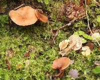 Lactarius umerensis image