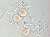 Melampsora epitea image
