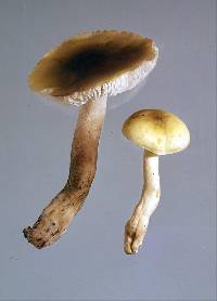 Tricholoma viridiolivaceum image