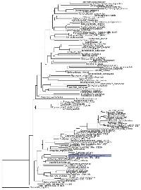 Cordyceps kirkii image