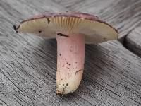 Russula aucklandica image