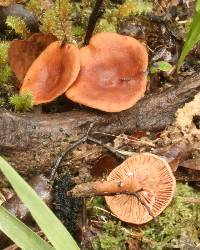 Lactarius umerensis image