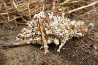 Cordyceps kirkii image