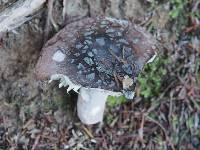 Russula griseoviridis image