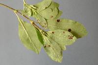 Puccinia coprosmae image