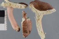 Russula subvinosa image