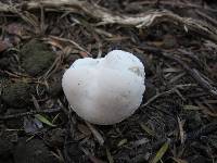 Notholepiota areolata image